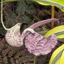 Image of Aristolochia cymbifera Mart. & Zucc.