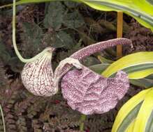 Image of Aristolochia cymbifera Mart. & Zucc.