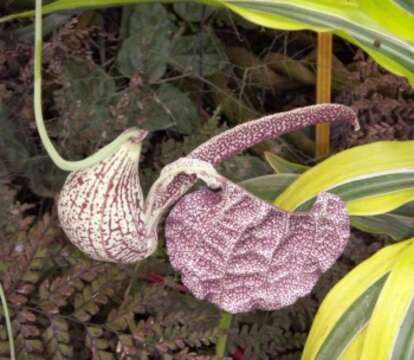 Image of Aristolochia cymbifera Mart. & Zucc.