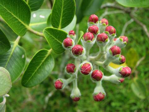 Image of 'ohi'a lehua