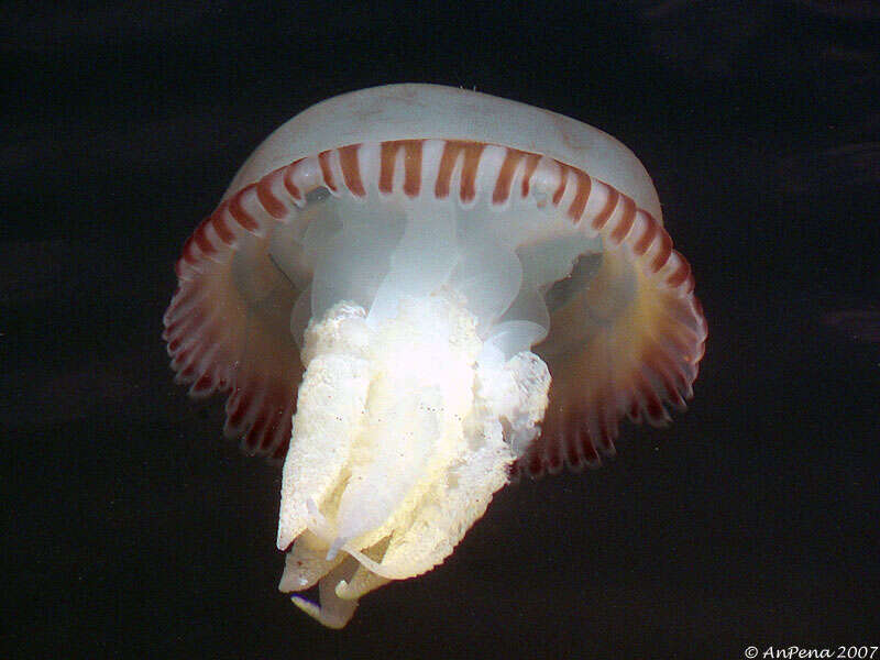Image of true jellyfish