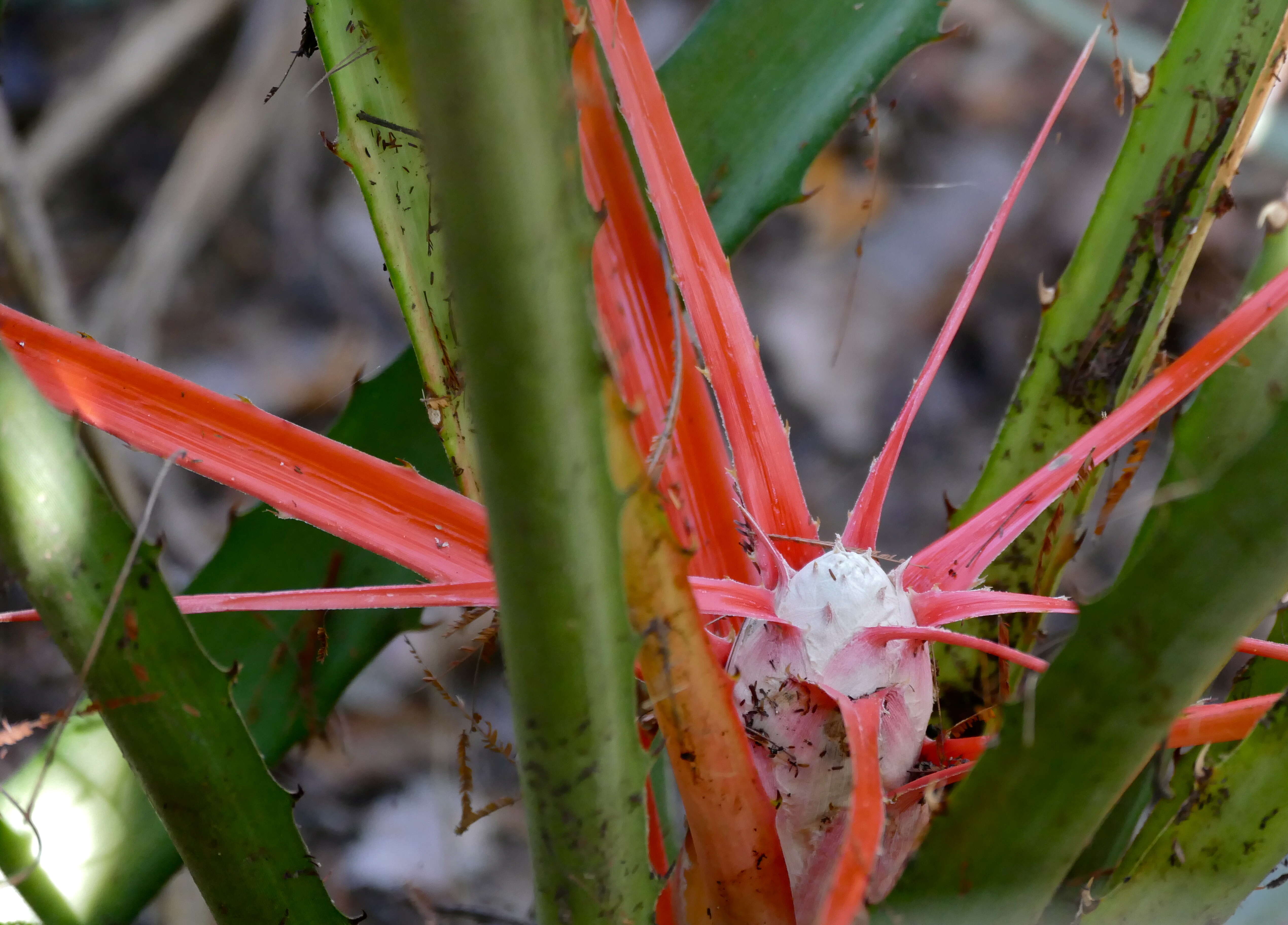 Image of bromelia