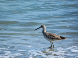 Image of Willet