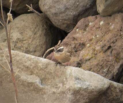 Image of Radde's Accentor