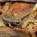 Image of North-west Italian cave salamander