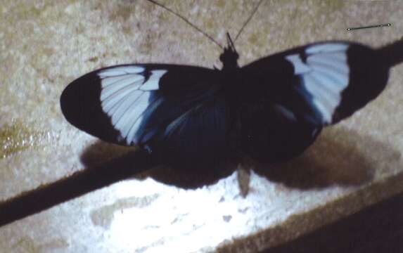 Image of Heliconius