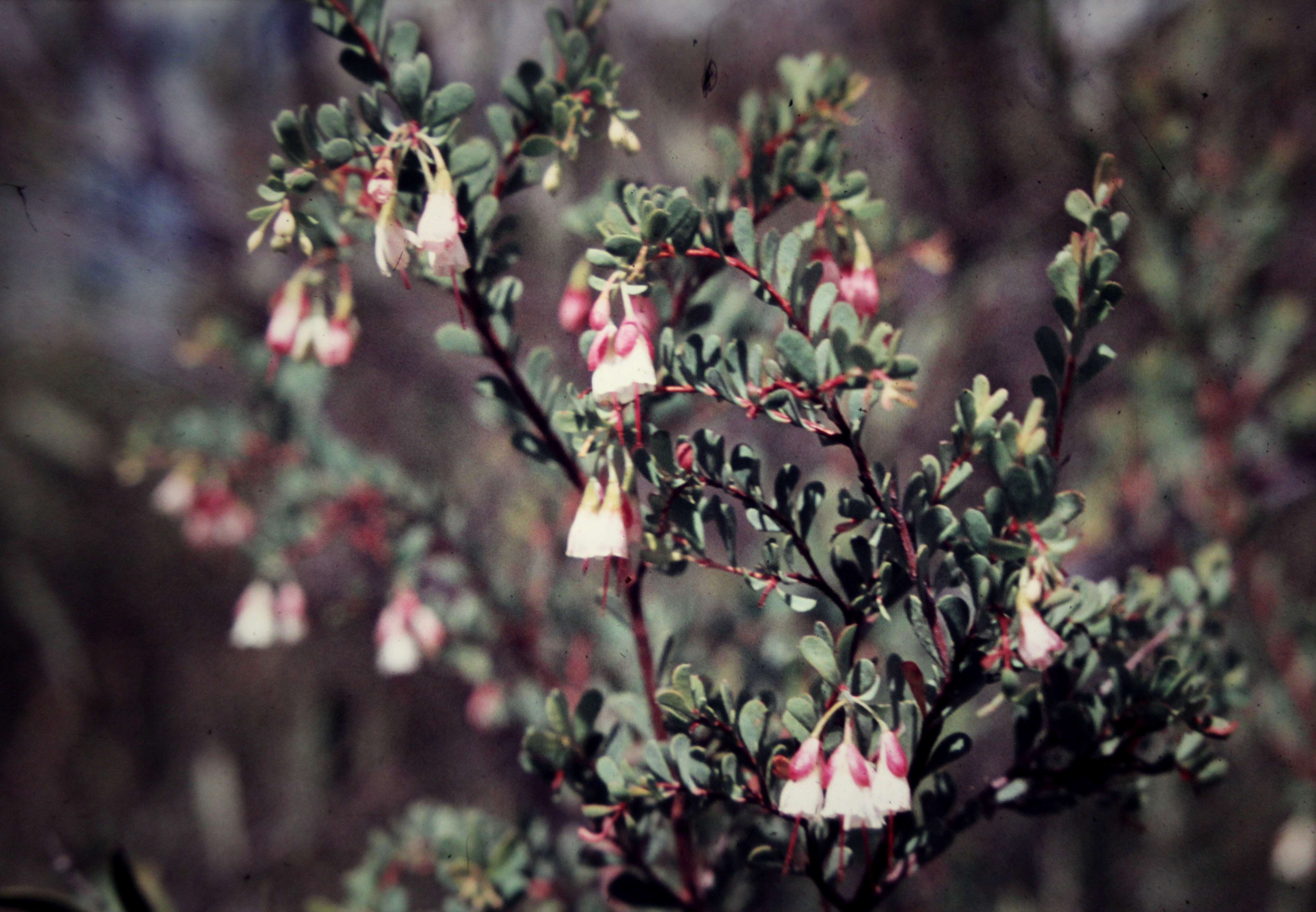 Image of Homoranthus thomasii (F. Müll.) L. A. Craven & S. R. Jones