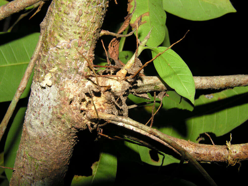 Imagem de Ficus paraensis (Miq) Miq.