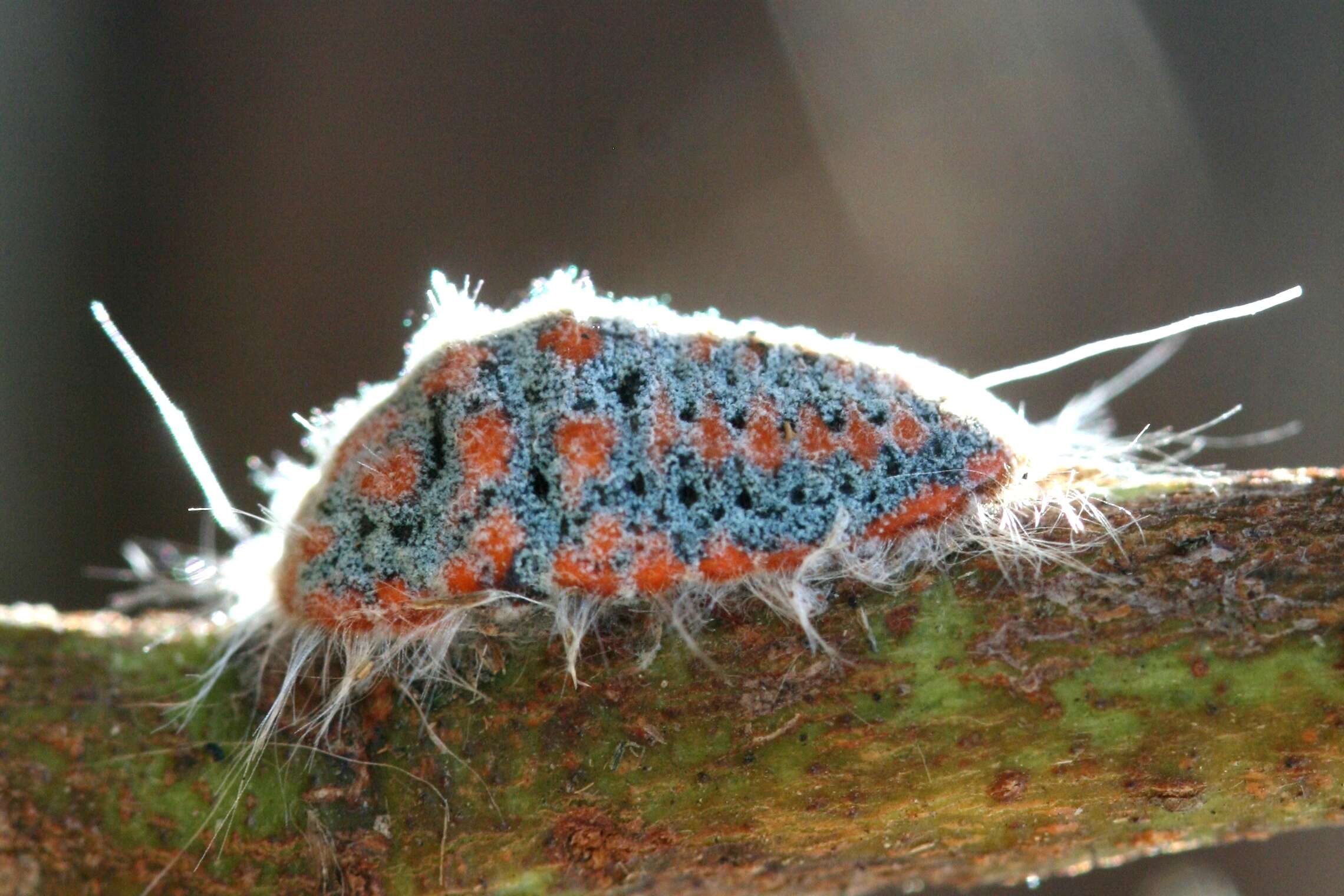 Image of giant scale insects