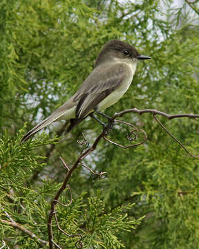 Image of Eastern Phoebe