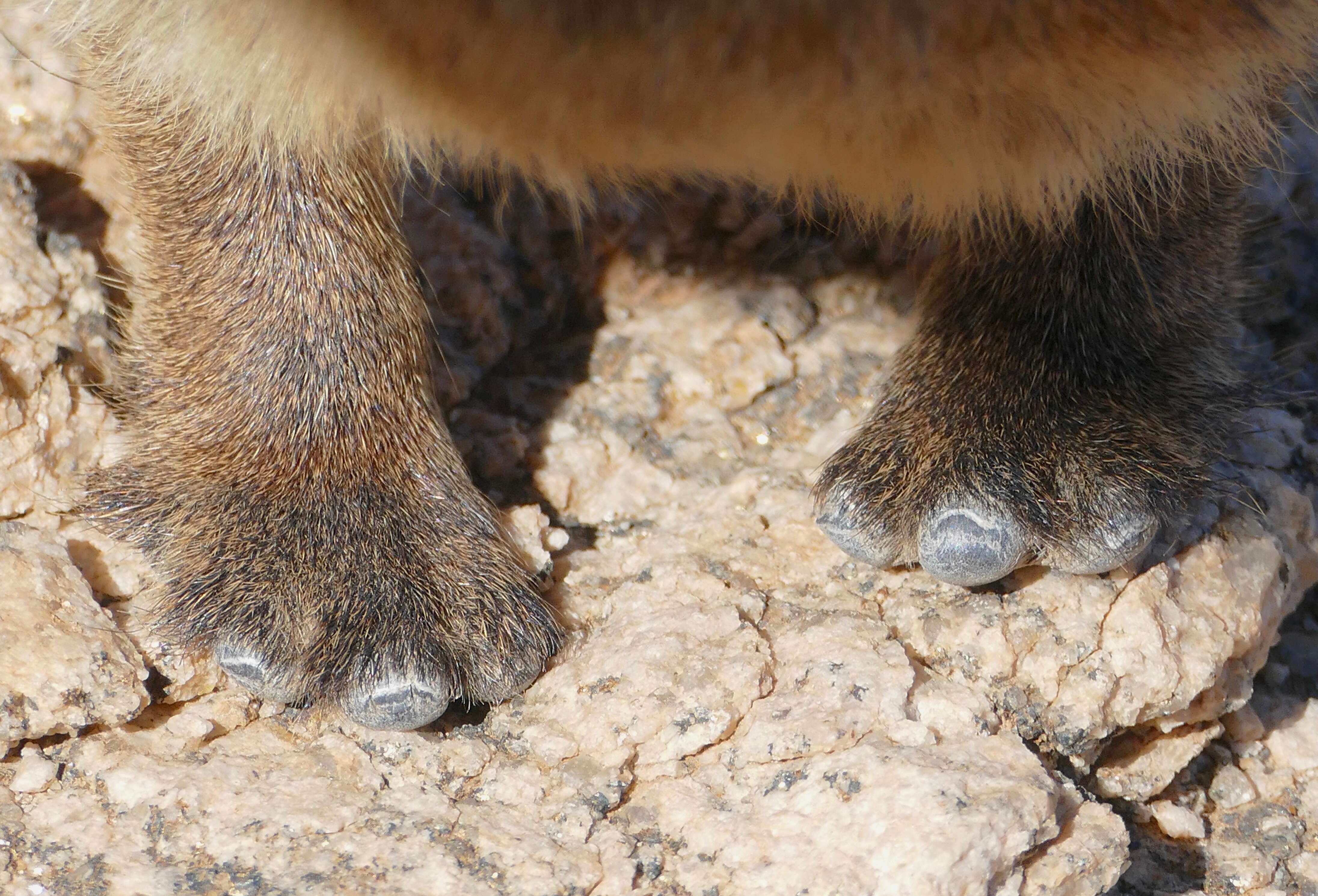 Image of Rock Hyrax