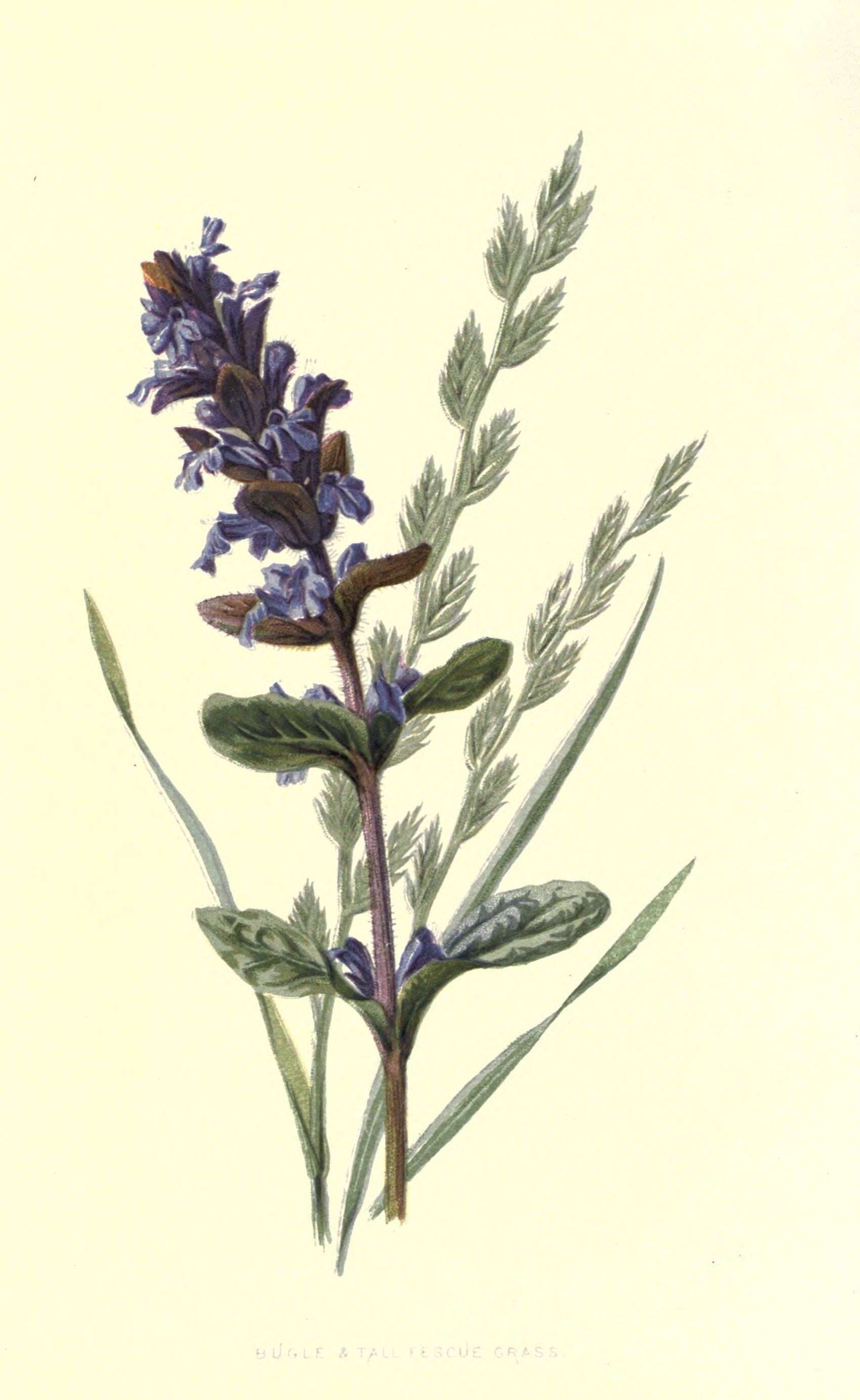 Image of Bugleweed