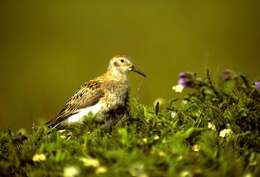 Image de Calidris Merrem 1804