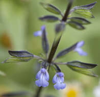 Imagem de Salvia tiliifolia Vahl