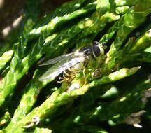 Image of Dasysyrphus albostriatus (Fallen 1817)