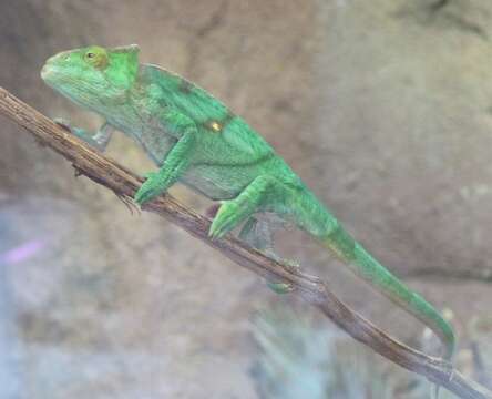 Image of Parson's Chameleon