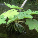 Cecropia latiloba Miq.的圖片