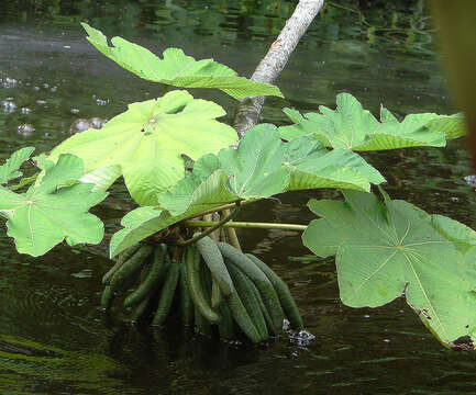 Cecropia latiloba Miq.的圖片