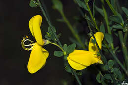 Image of striated broom