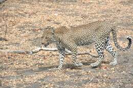 Image of Leopard
