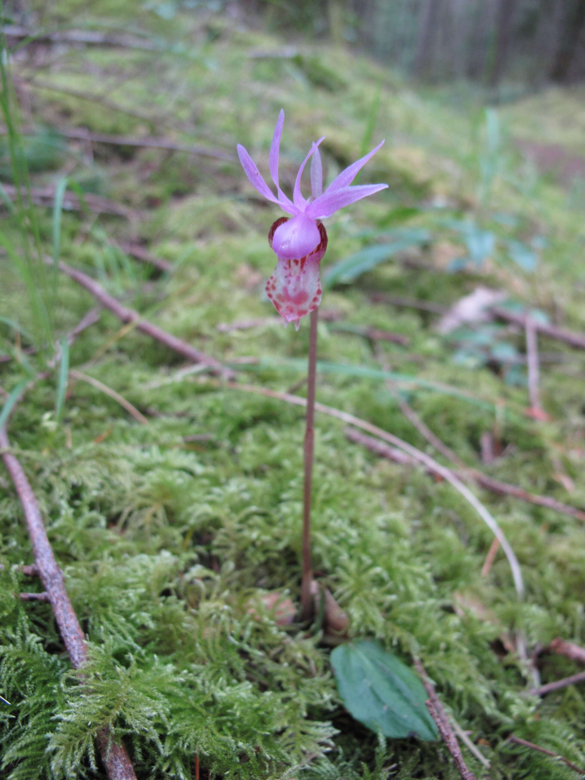 Image of calypso orchid