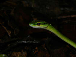 Image of Irregular Green Snake