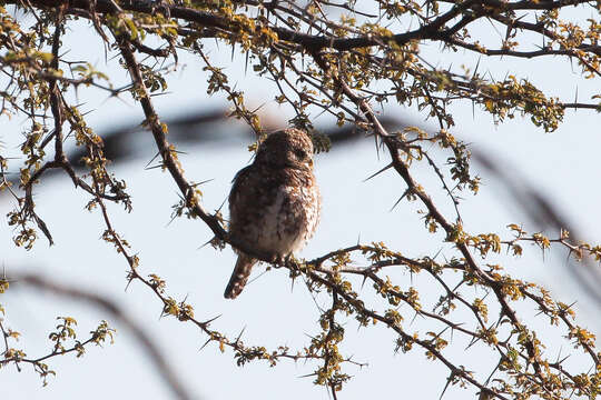 Image of Pearl-spotted Owlet