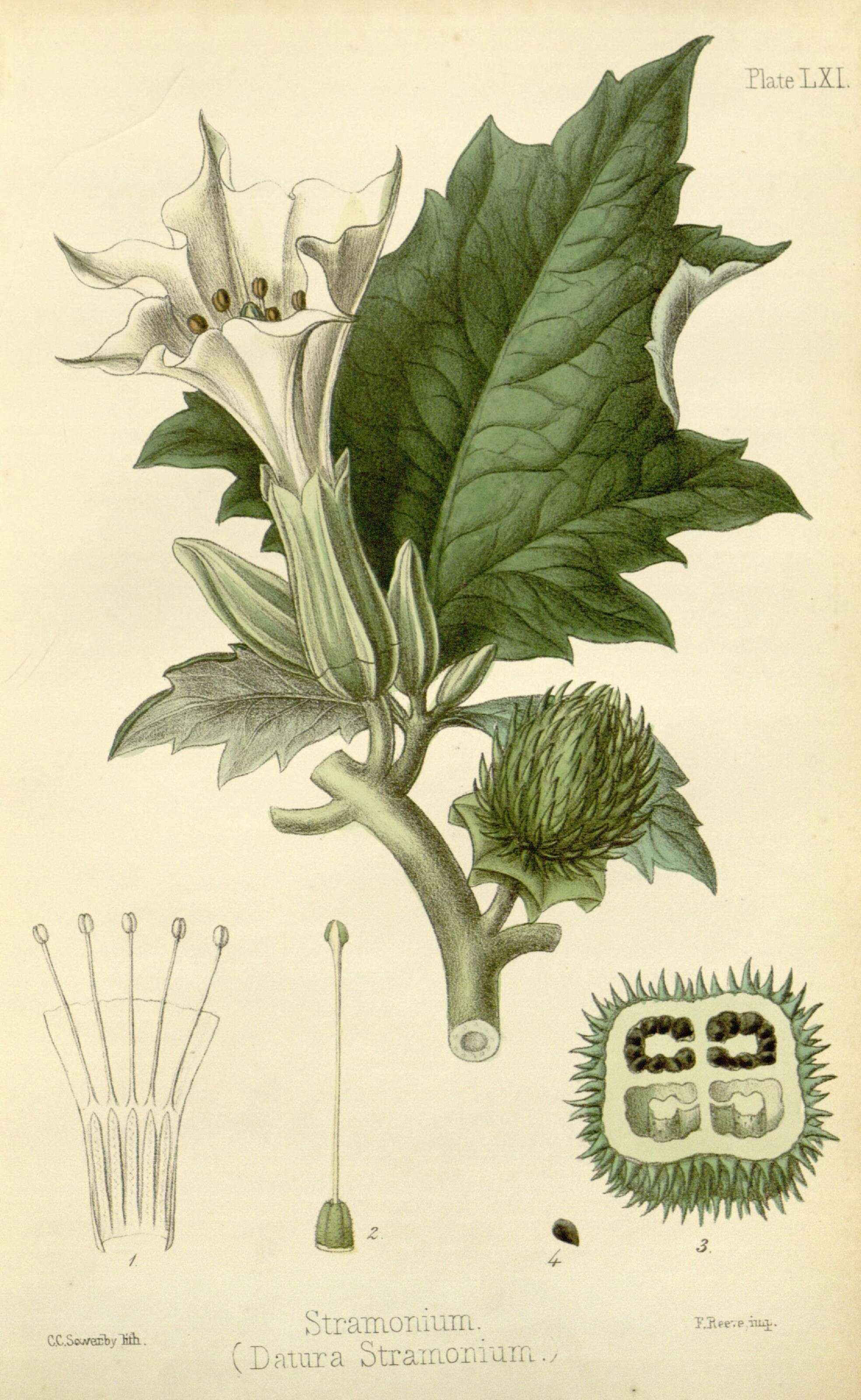 Image de Datura