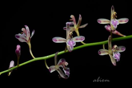 Image of lilyleaf acriopsis