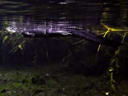 Image of Alligator