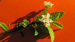 Image of Lantana lucida Schauer