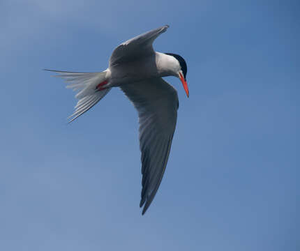 Image of Common Tern