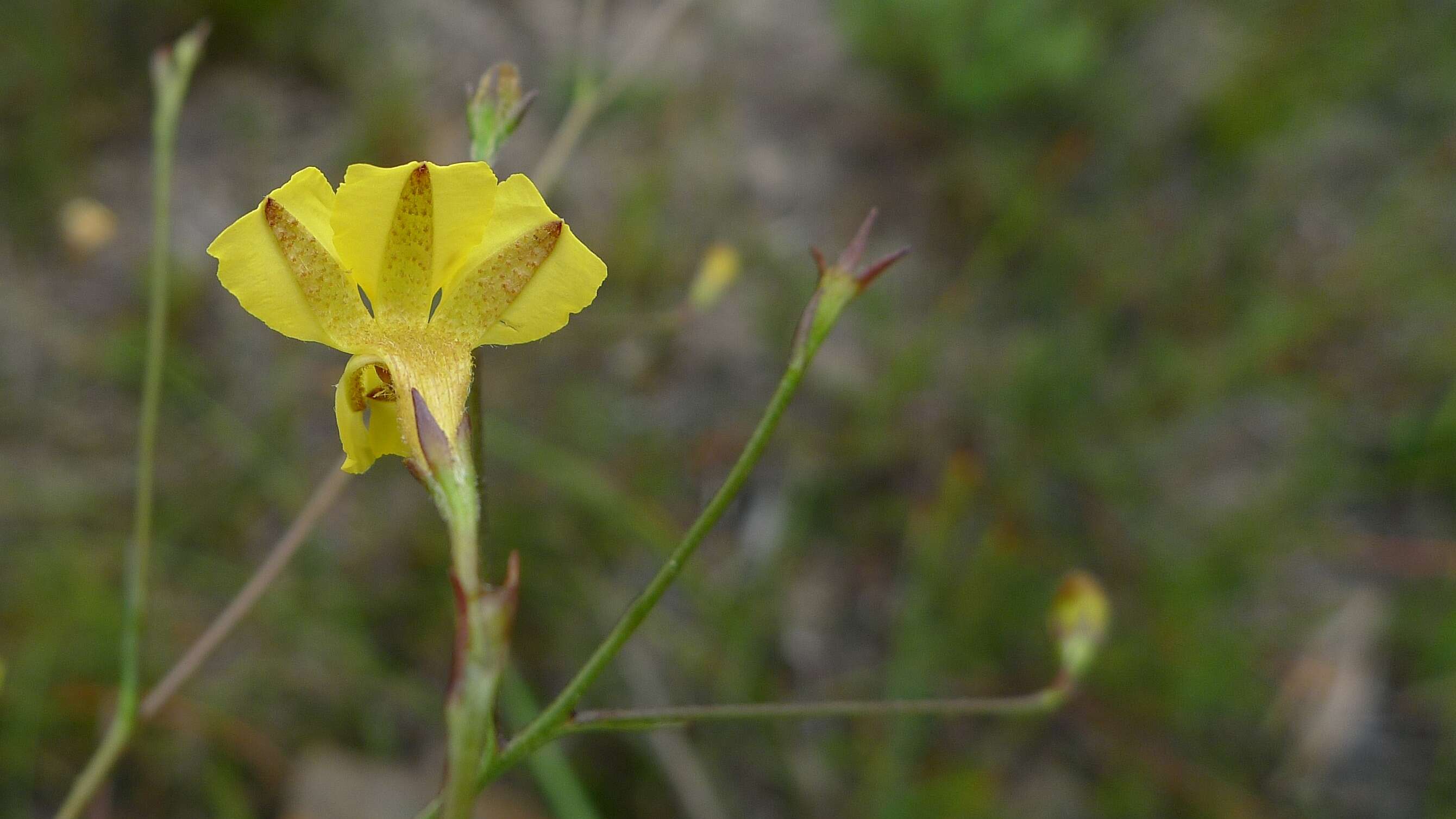 Image de Goodenia paniculata Sm.