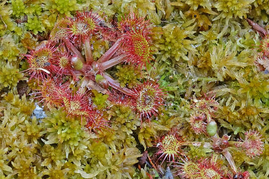 Image of Common Sundew