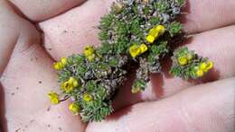 صورة Draba globosa Payson