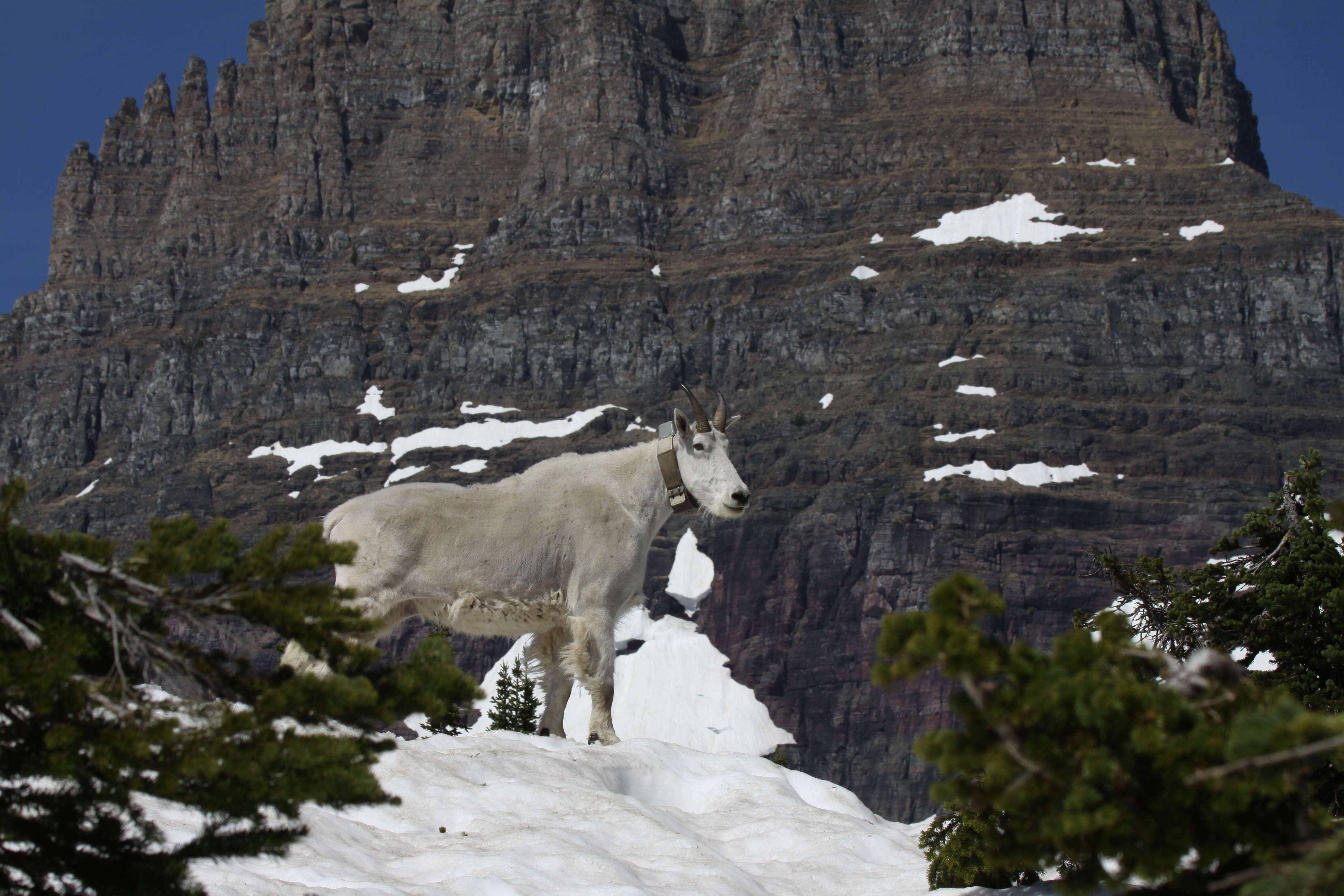 Image of mountain goat