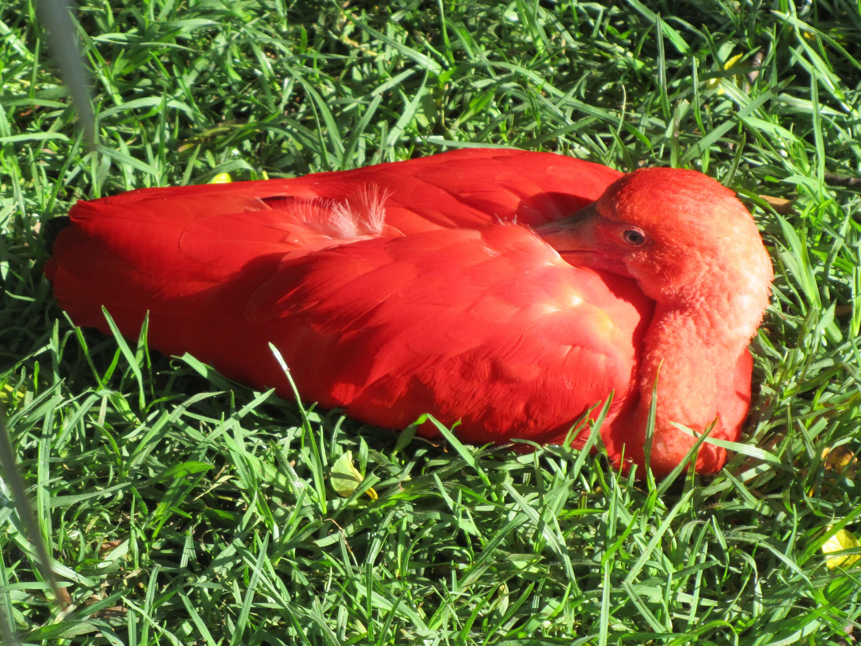 Image of Scarlet Ibis