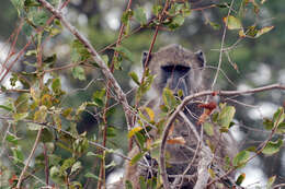 Image of Baboon