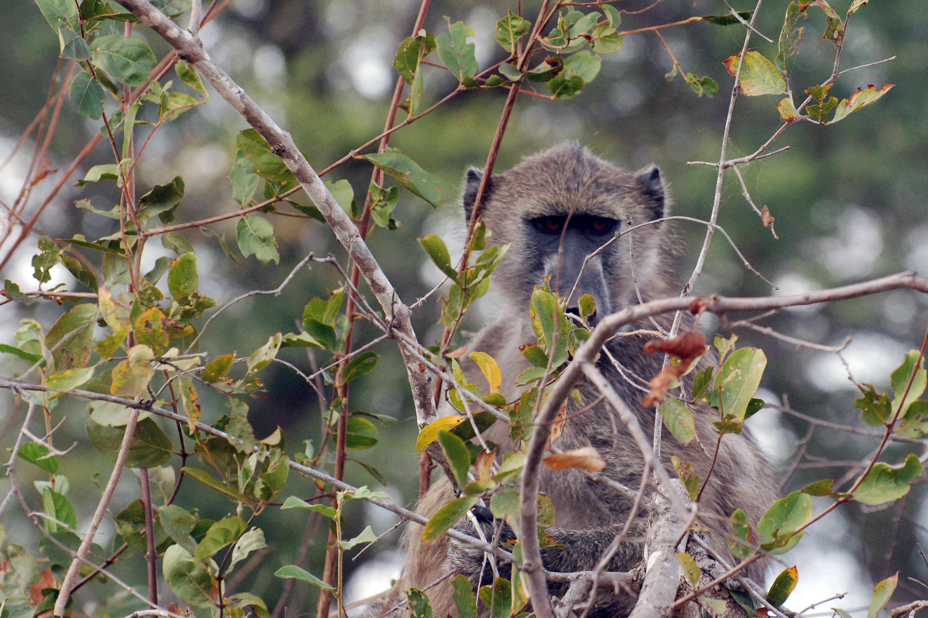 Image of Baboon