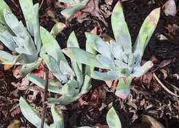 Image of Dudleya