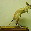 Image of Great Jerboa