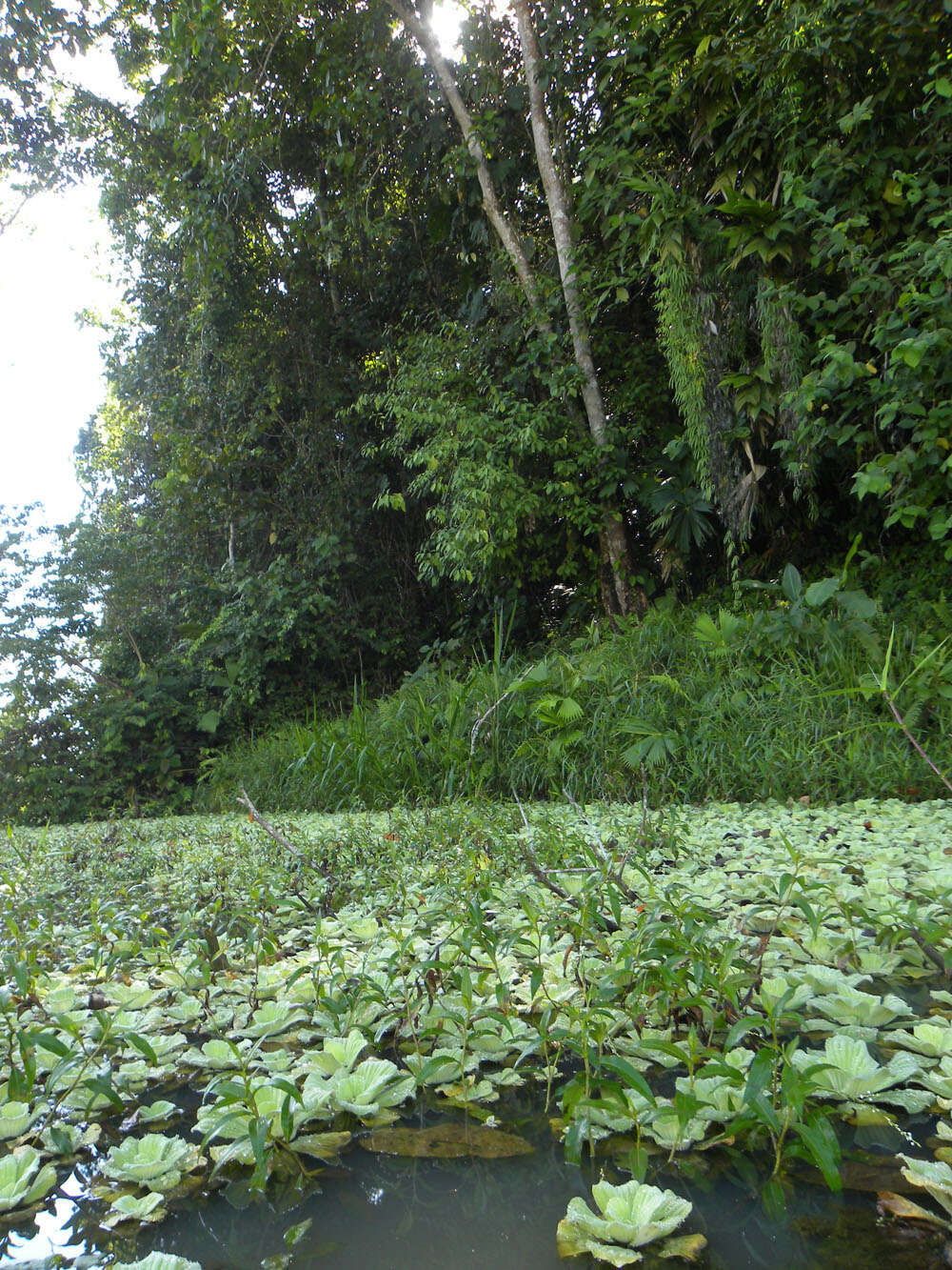 Image of pistia