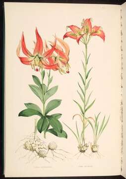 Image of Carolina lily