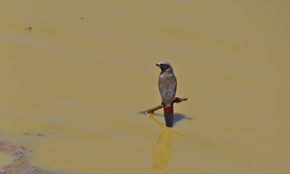 Image of Black-faced Waxbill