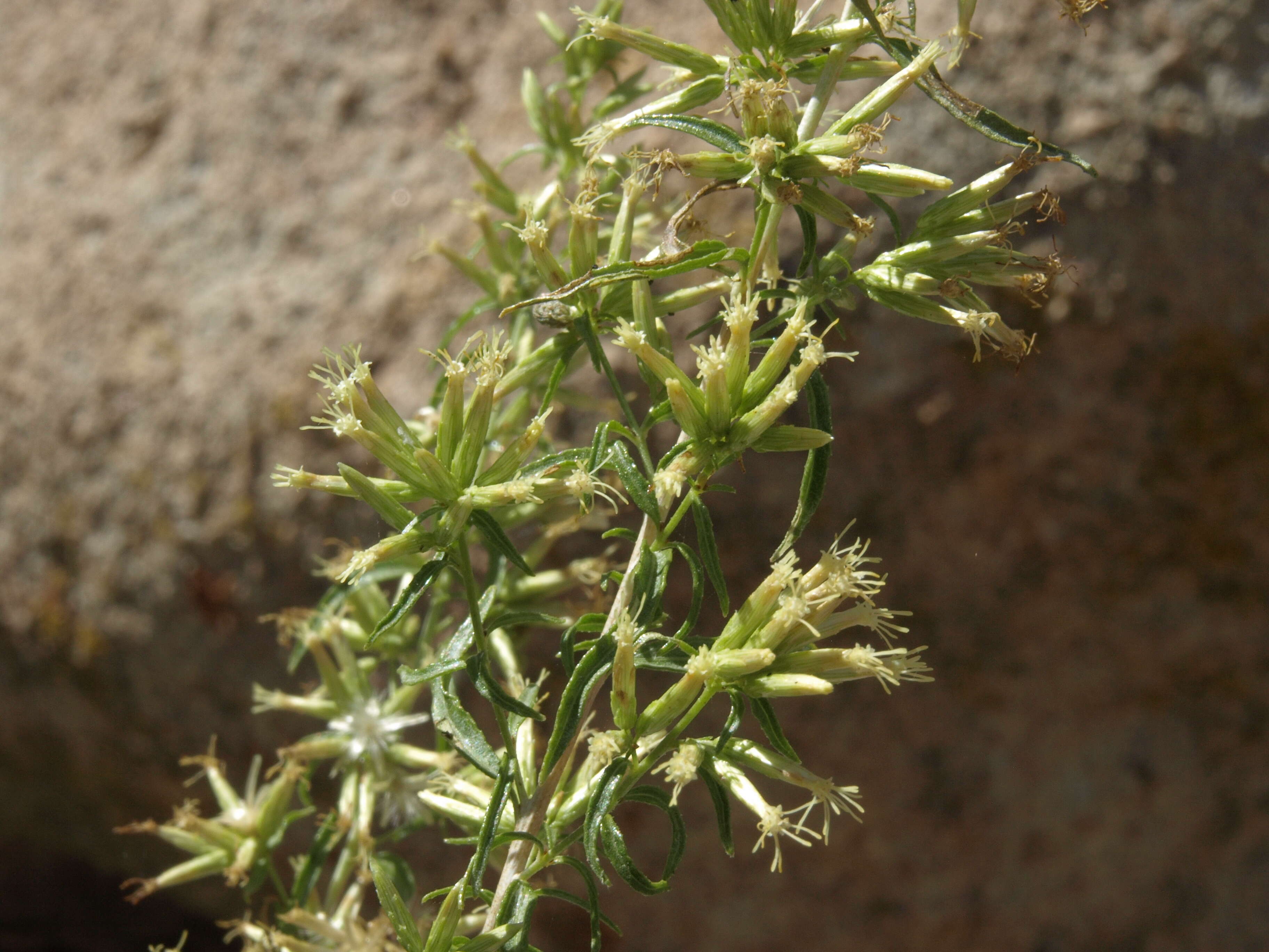Brickellia longifolia S. Wats.的圖片