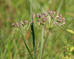 Imagem de Asclepias longifolia Michx.