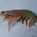 Image of Jinga shrimp