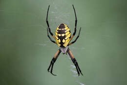 Image of Black-and-Yellow Argiope