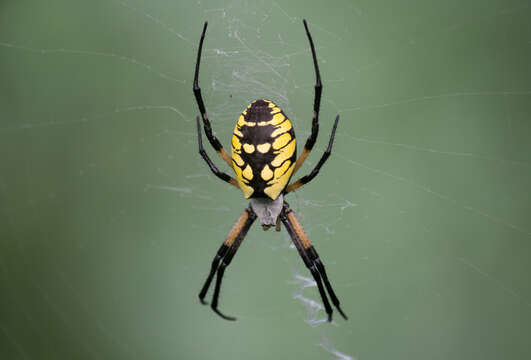 Image of Argiope