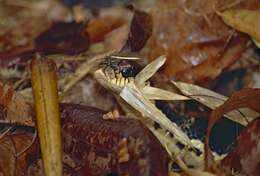 Image of Malagasy Giant Hognose Snake